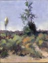 Blooming Yucca - Hansen Dam