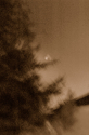 Untitled (thumbnail)