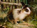 Good Hare Day