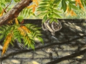 KIRBY%20STALKING%20by%20Karen%20Peterson (thumbnail)