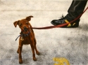 PISA%20PUPPY%20%20by%20Karen%20Peterson (thumbnail)