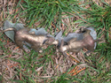 Tug-o-war 2 Tug-o-war%202 (thumbnail)