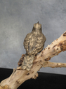 Bronze Meadowlarks Bronze%20Meadowlarks (thumbnail)