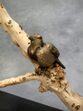 Bronze Meadowlarks Bronze%20Meadowlarks (thumbnail)