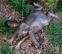 Bronze Rabbit on stomach Bronze%20Rabbit%20on%20stomach (thumbnail)