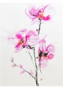 Karin Johannesson - Orchids 1
