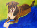 Wild%20Willy-%20mixed%20breed (thumbnail)