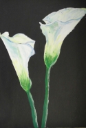Calla%20Lillies (thumbnail)