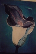 Royal%20Calla%20Lilly (thumbnail)
