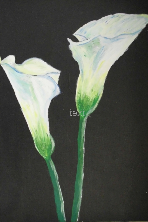 Calla%20Lillies (large view)
