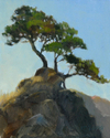 COASTAL%20PINE (thumbnail)