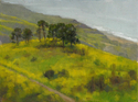 PALOS%20VERDES%20MUSTARD%20BLOOM (thumbnail)