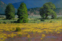 Kathy O'Leary - Scotts Valley Wild Flowers