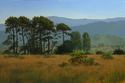 COASTAL%20PRAIRIE%20AND%20PINES (thumbnail)