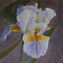 Bearded%20Iris (thumbnail)