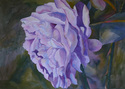 The%20Pink%20Rose (thumbnail)