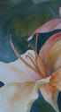 Daylily (thumbnail)