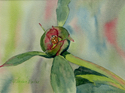 Ladybug%20Ladybug (thumbnail)
