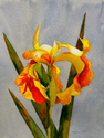 Yellow%20Iris (thumbnail)
