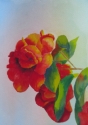 Red%20Camellia (thumbnail)