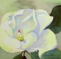 Marvelous%20Magnolia (thumbnail)