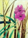 Orchids (thumbnail)