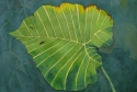 Study%20in%20Green (thumbnail)