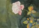 The%20Last%20Rose%20of%20Summer (thumbnail)