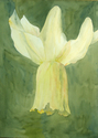 Single%20Daffodil (thumbnail)