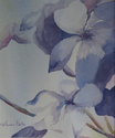 Blue%20Hydrangea (thumbnail)