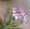 Oleander (thumbnail)