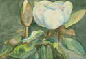 Magnolia%202 (thumbnail)