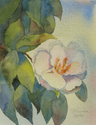 White%20Camellia (thumbnail)