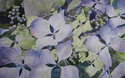 Budding%20Hydrangea (thumbnail)