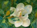 Caroline%27s%20Magnolia (thumbnail)
