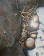 Painting--Oil-ImpressionismLow Tide