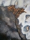 Painting--Oil-BotanicalMarginal Life