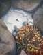 Painting--Oil-FloralSea Oak