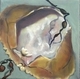 Painting--Oil-BotanicalCrab 2