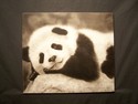 baby%20panda (thumbnail)