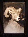 Ram (thumbnail)