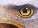WHHS%20Eagle (thumbnail)