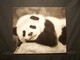 Painting--Acrylic-Wildlifebaby panda