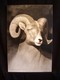 Painting--Acrylic-WildlifeRam
