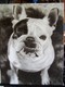 Painting--Acrylic-AnimalsMabel