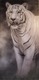 Painting--Acrylic-WildlifeBig Kitty