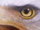 Painting-WHHS Eagle