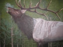 Kendra Axline - Northern Michigan Elk