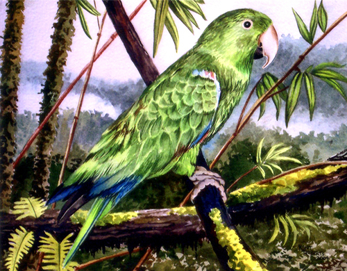 Exotic Bird 1