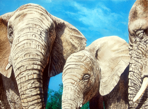 Elephants